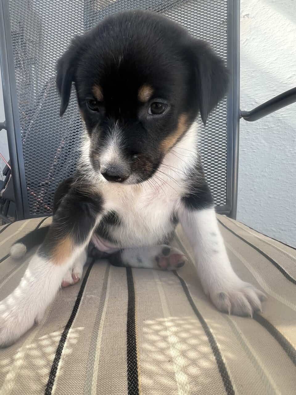 Ranch Pup- Girl 2 image 3