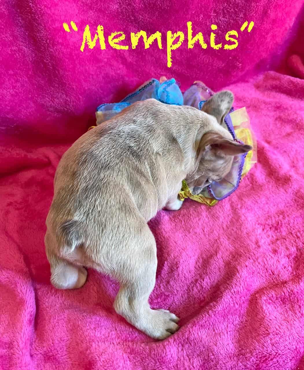 Female Frenchie Puppy * Ukraine Lineage * -Memphis image 3
