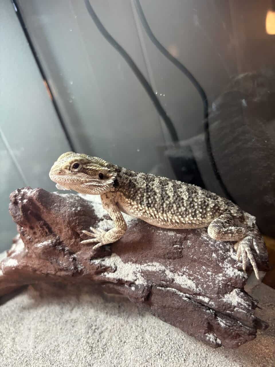 Bearded dragon image 1