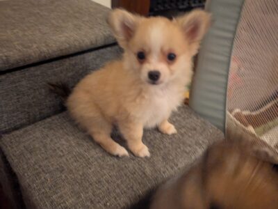 Pom- chi puppy