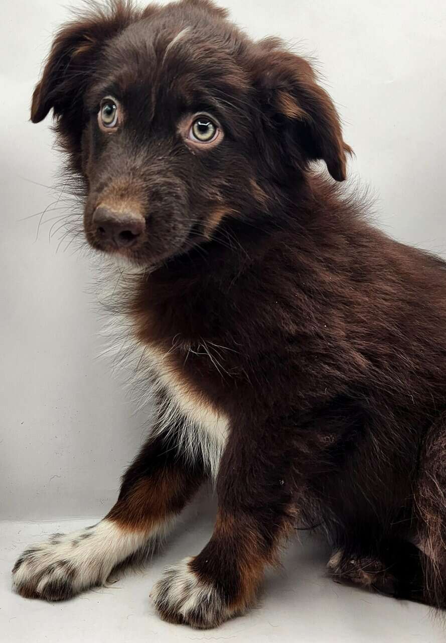 Australian Shepherd Puppies image 2
