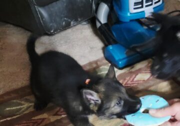 Hello, Dolly! Looking for where I belong..