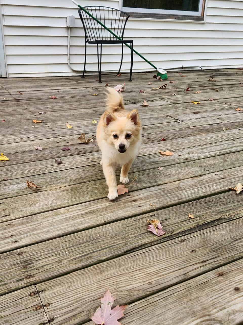 POMERANIAN image 1