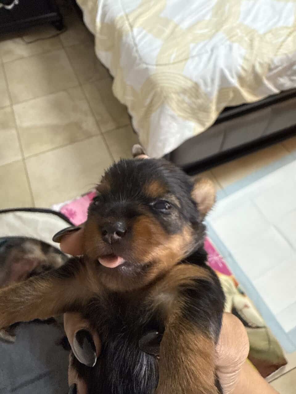 Yorkie image 4