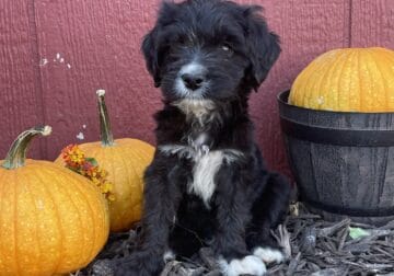 Mini Double Doodle Rapha