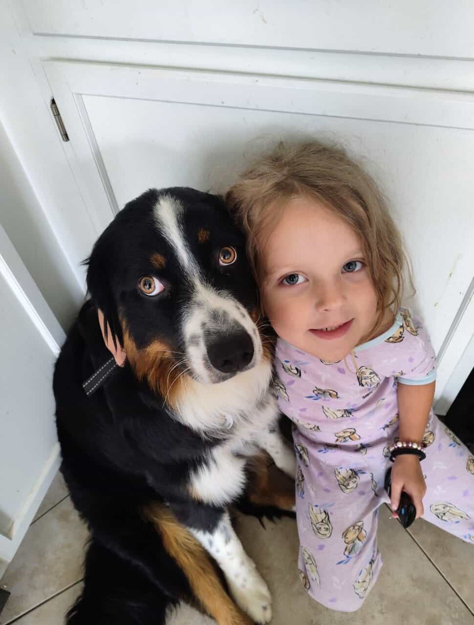 Akc Registered Australian Shepherd price negotiabl image 1