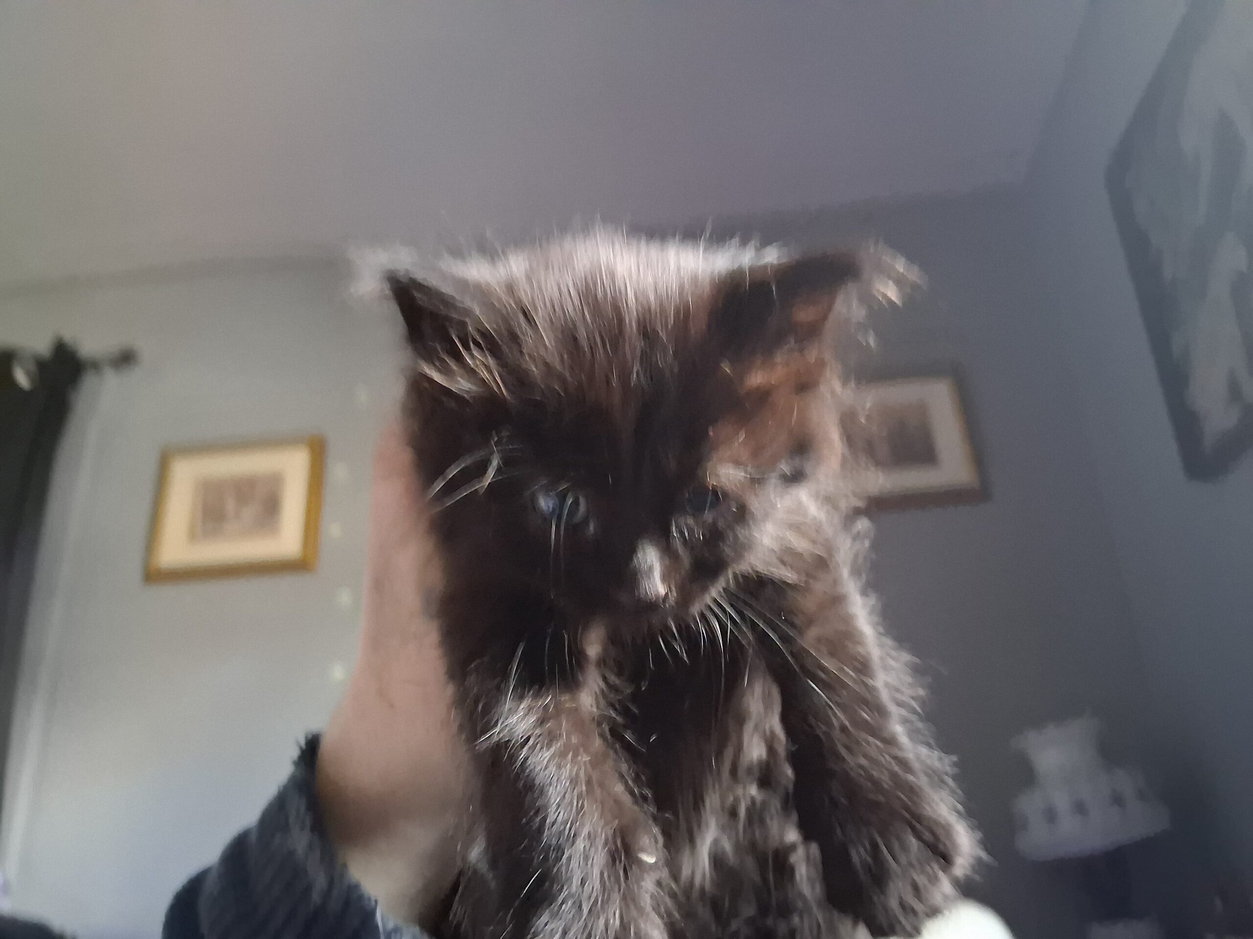 2 maine coon/norwegian forest cat mix kittens 6 wk image 12
