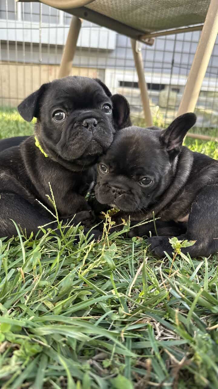 AKC Registered French Bulldogs image 1