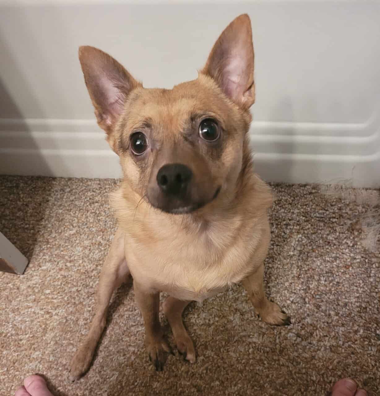 MEET SCOUT! image 1