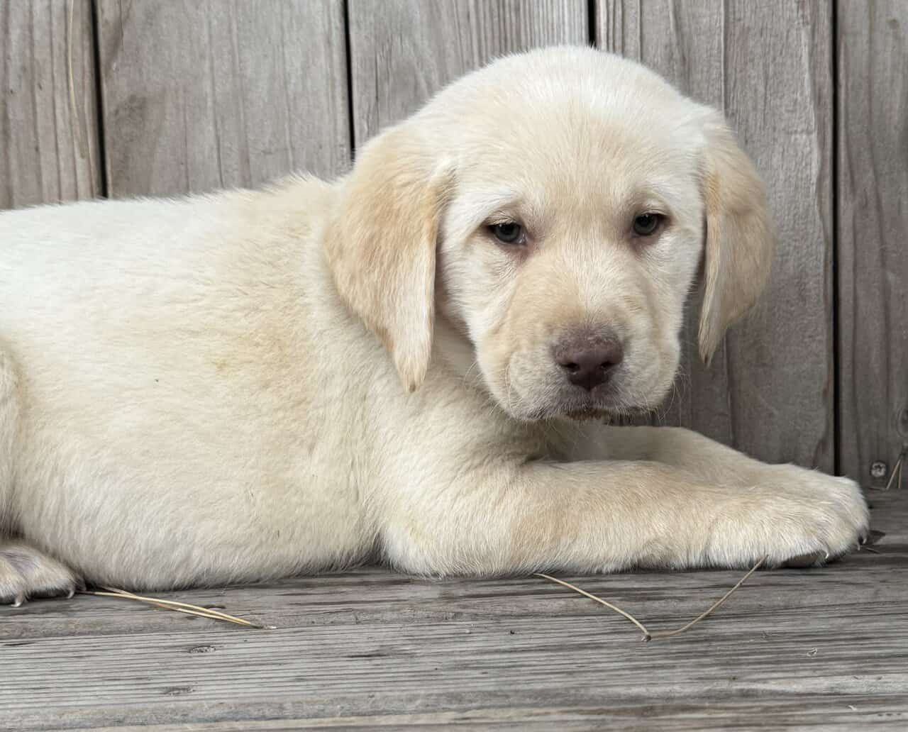 Lab Puppies image 5