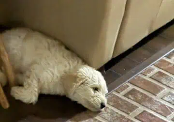 Golden doodle puppy