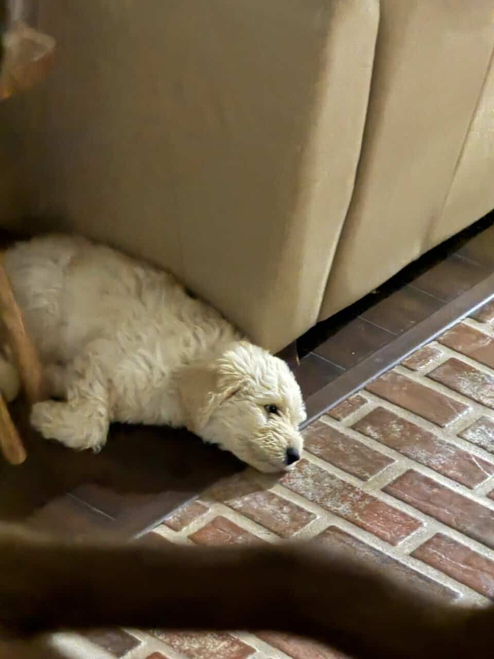 Golden doodle puppy image 1