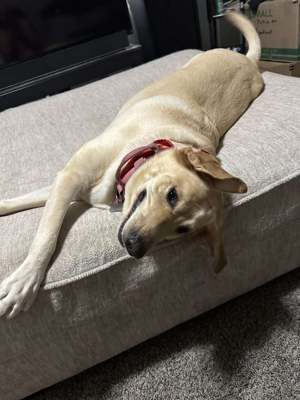 Yellow Lab image 1