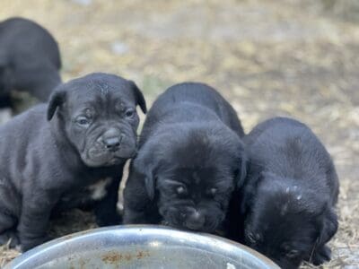 Cane corso puppies