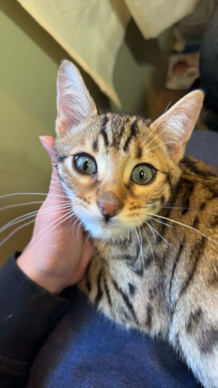 Beautiful Bengal Kittens image 16