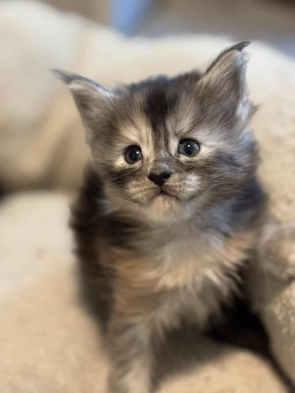 TICA registered Maine coon kittens image 4