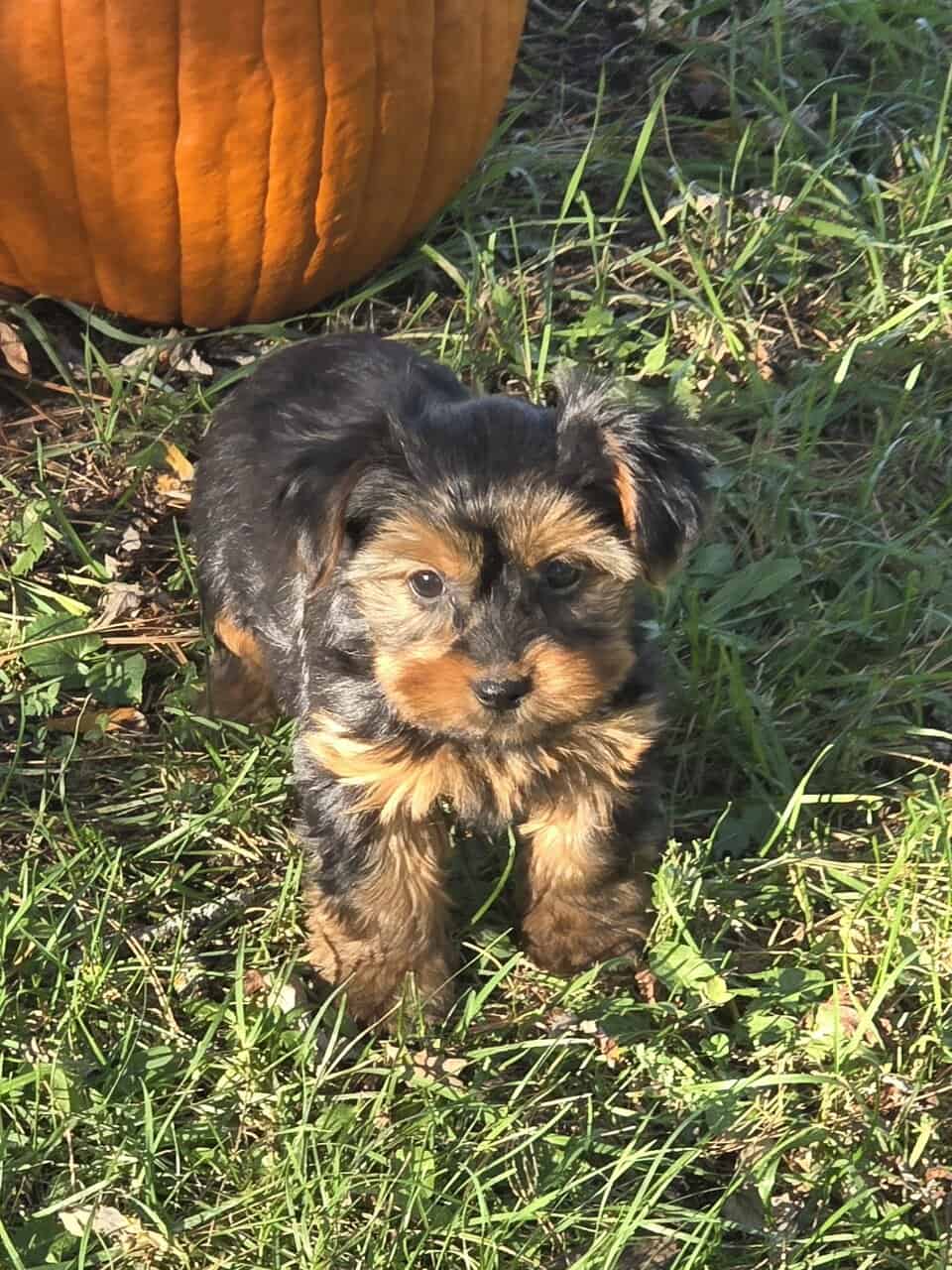 Yorkshire Terrier puppies for sale in Michigan image 5