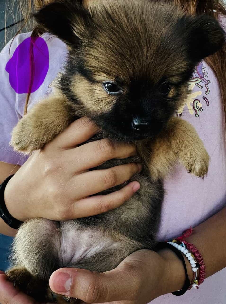 Pomeranian female image 8