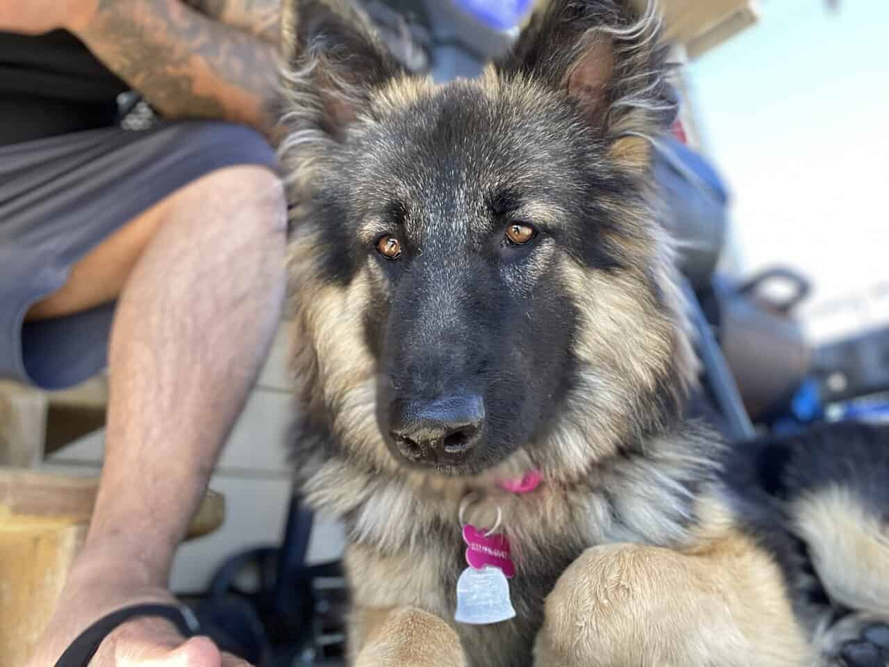 German Shepherd Puppies 4 sale SOON image 1