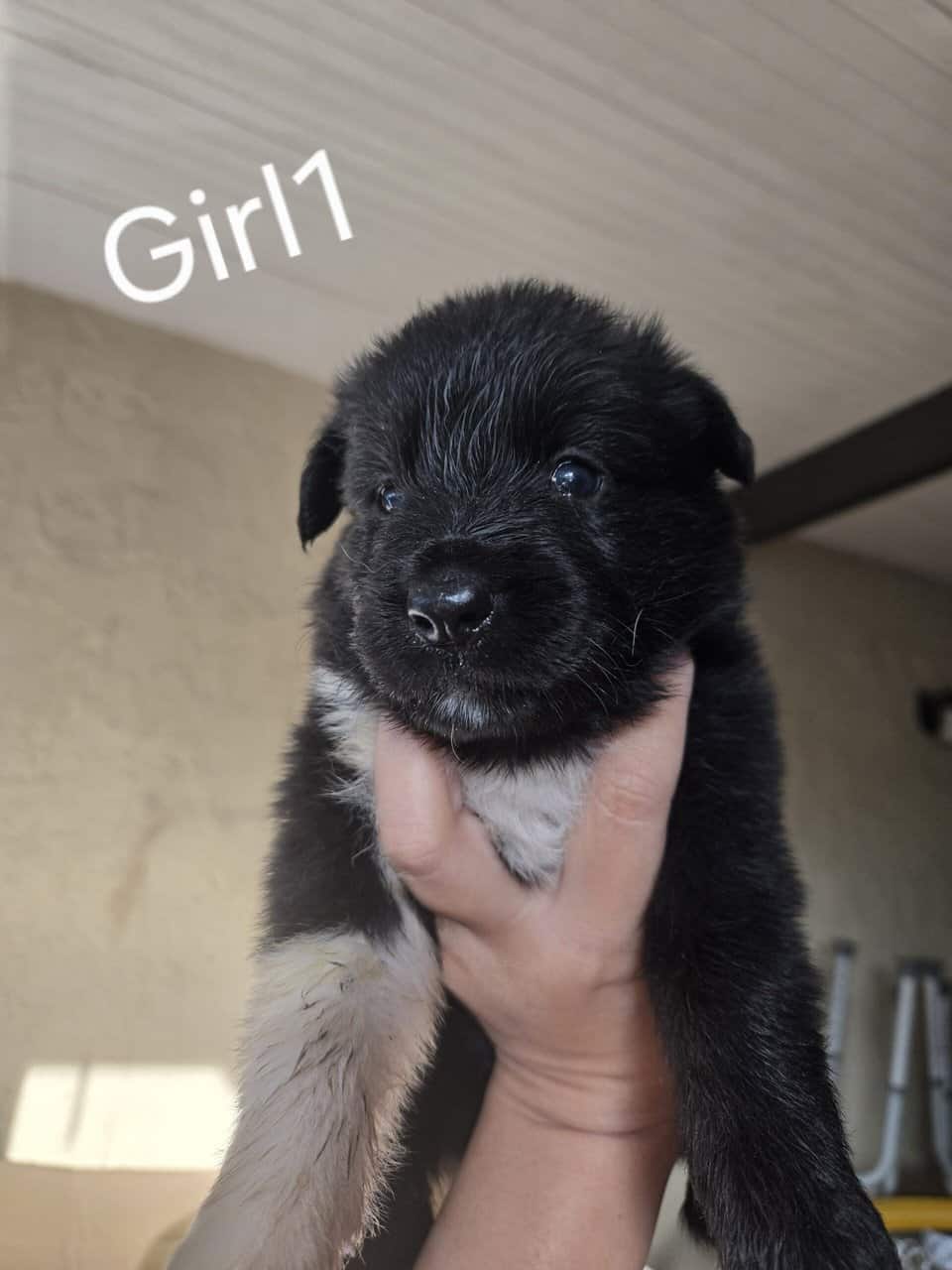 Beautiful Purebred Border Collie Puppies –orlando image 3