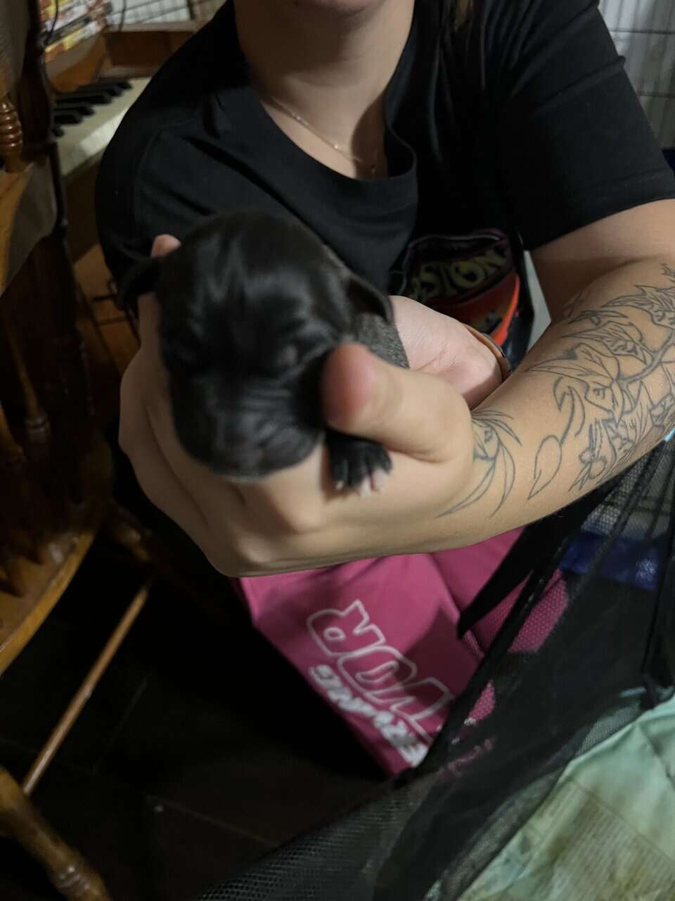 Legacy AKC English Mastiff Puppies—Brindle & Tan image 11