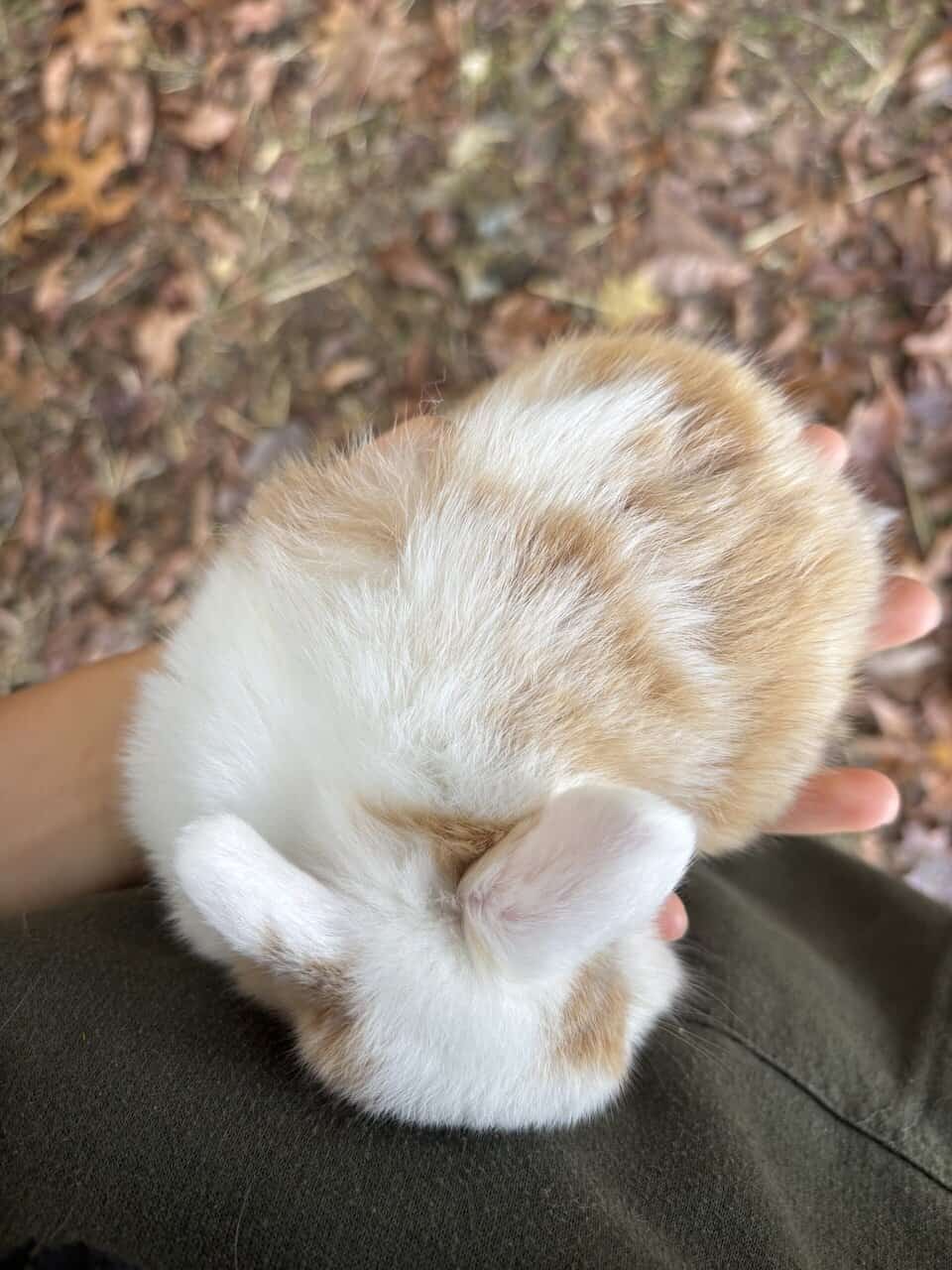 Holland Lop bunnies image 4