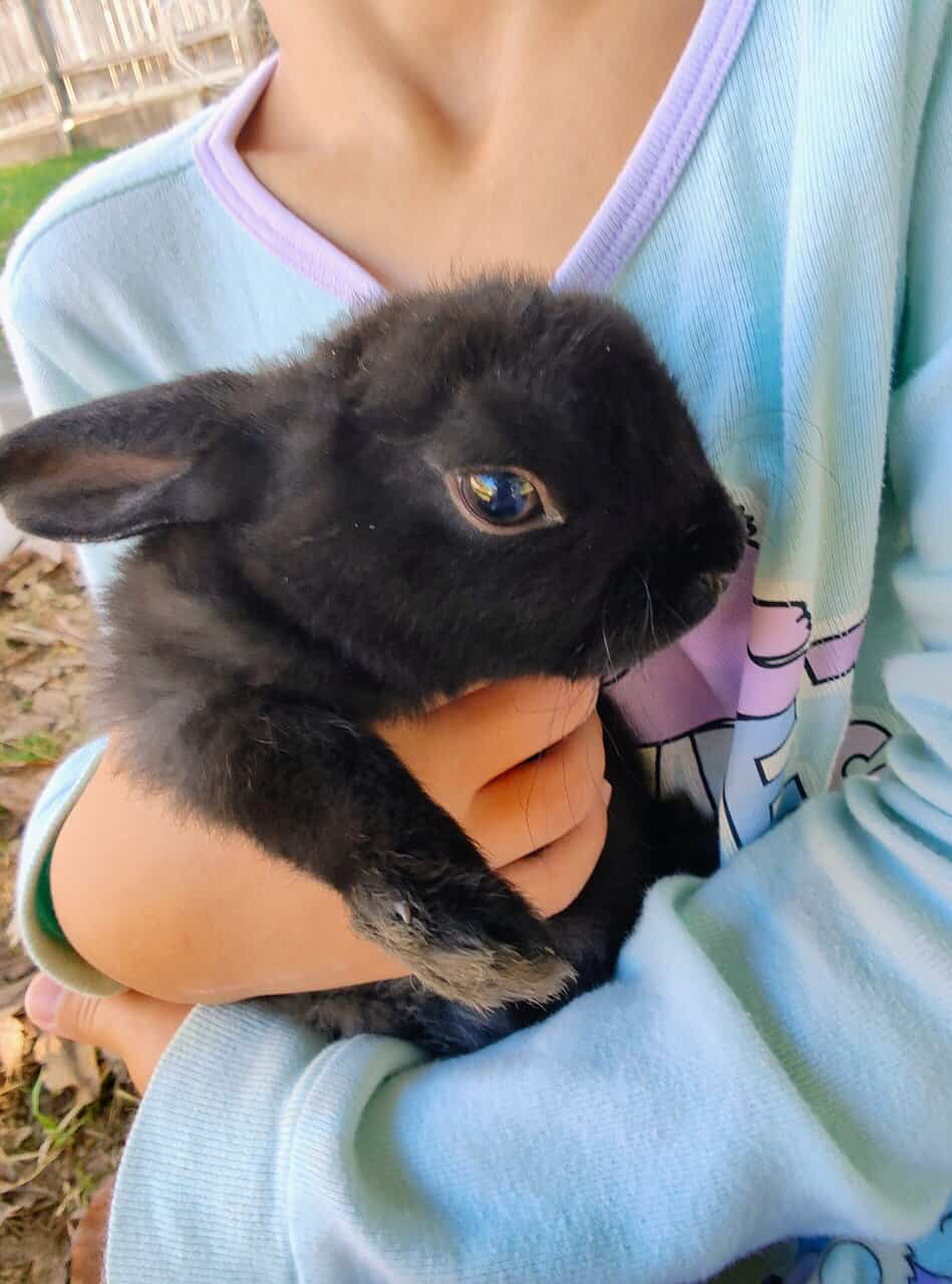 Baby Bunnies / Rabbits for Sale image 7