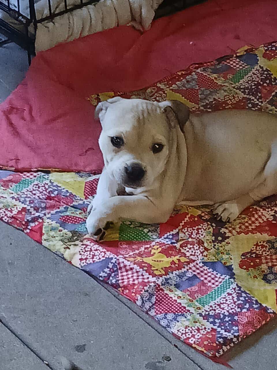 Adorable American Bully Pups image 8