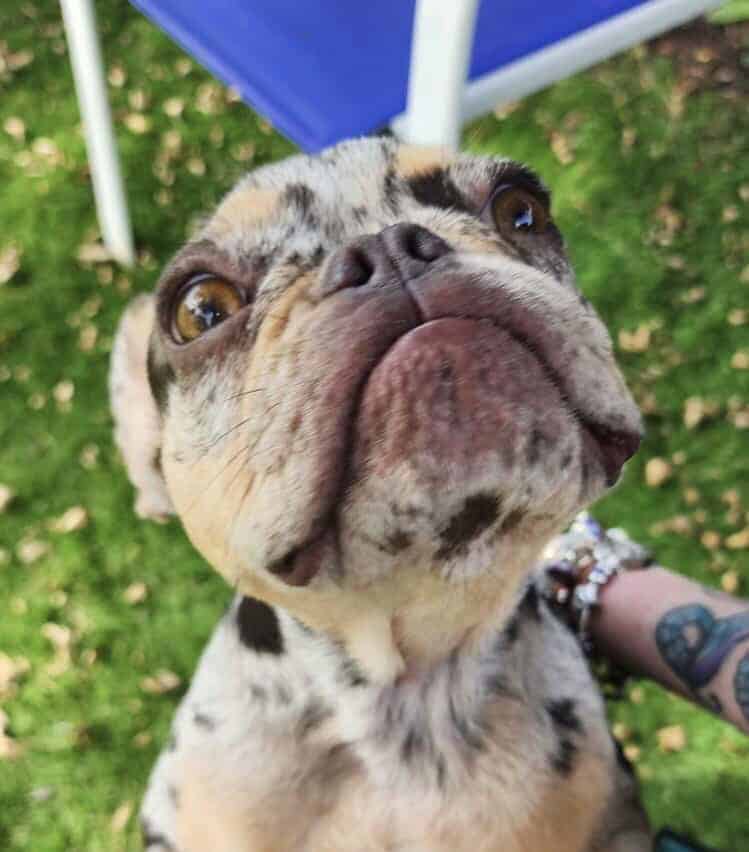 French bulldog image 1