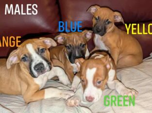 Puppies looking for fur-ever homes