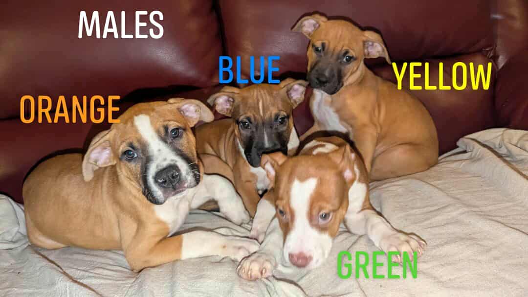 Puppies looking for fur-ever homes image 2
