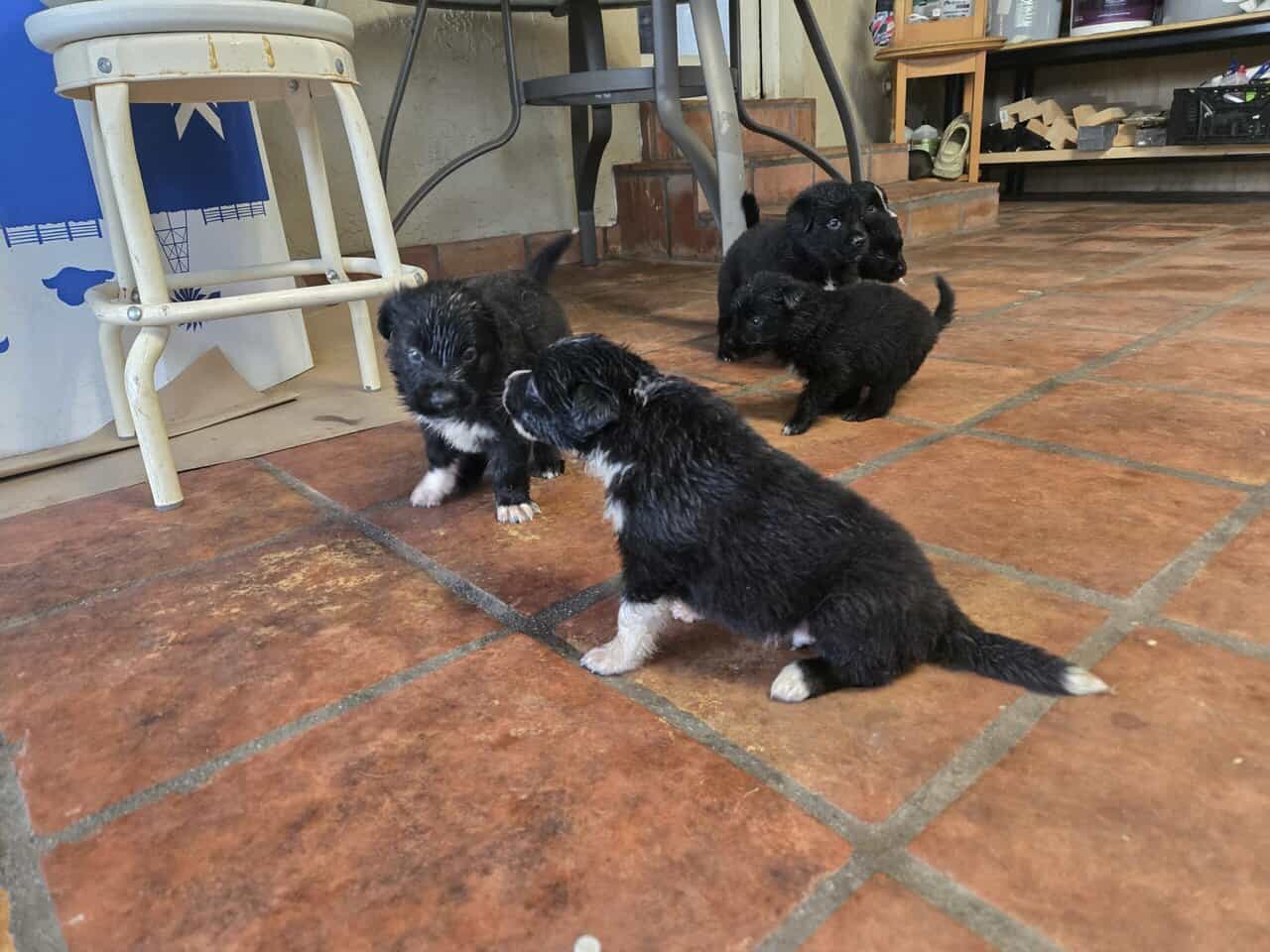 Beautiful Purebred Border Collie Puppies –orlando image 8