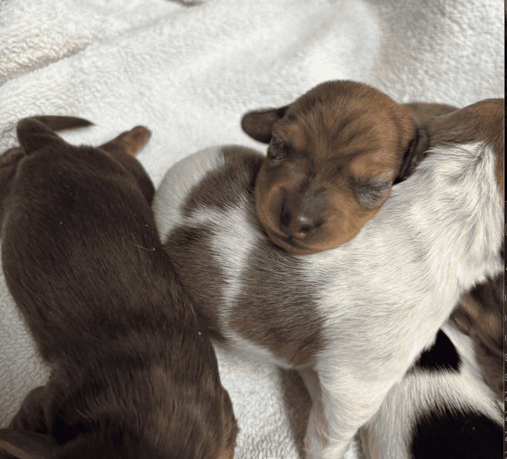 Dachshund Puppies image 5