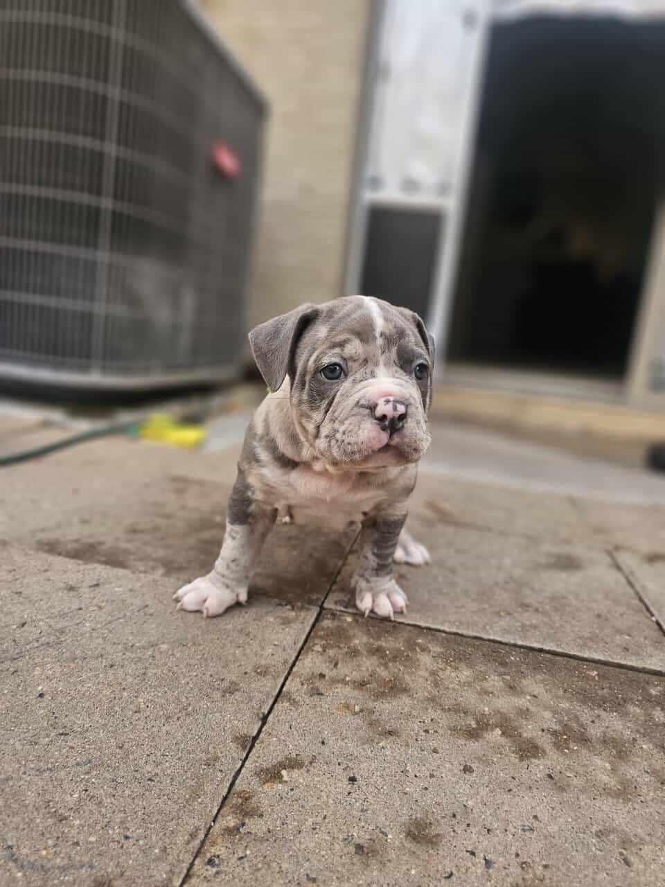 Tri merle French Bulldog/American bulldog image 7