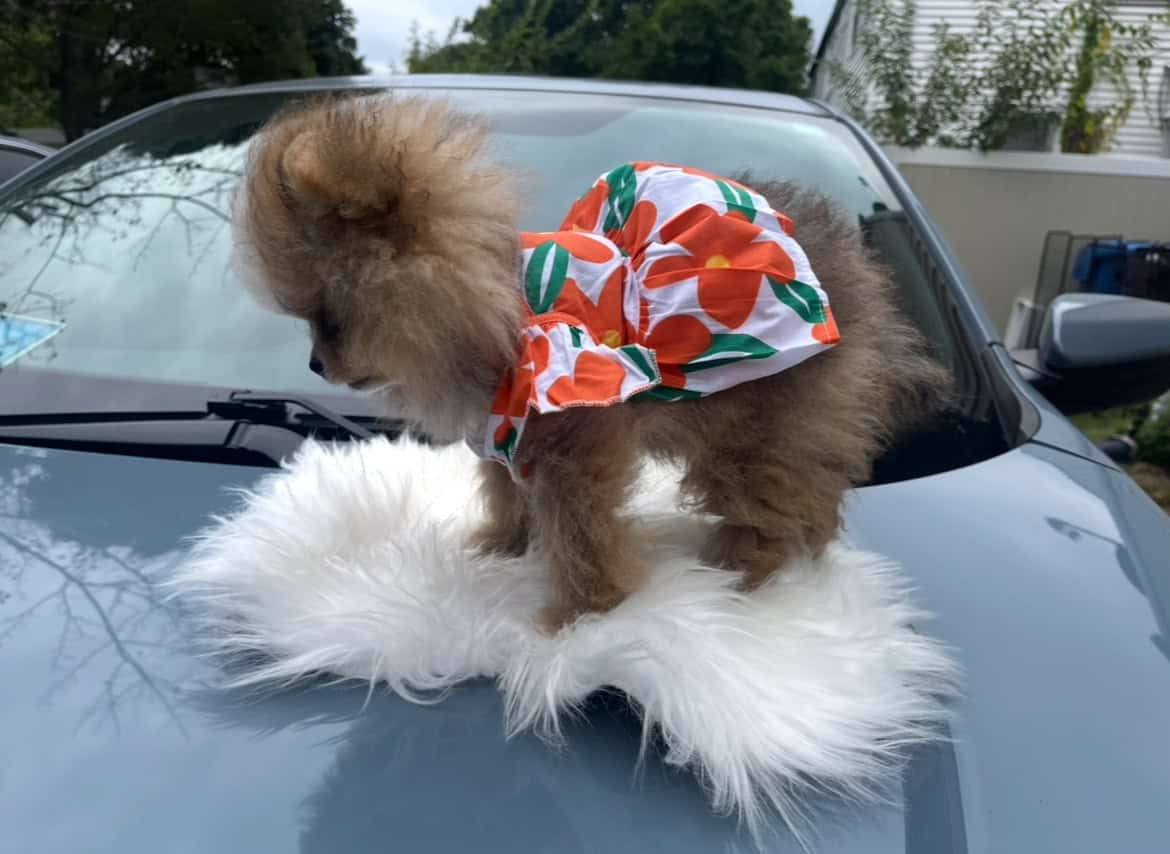 Pomeranians For Sale image 8