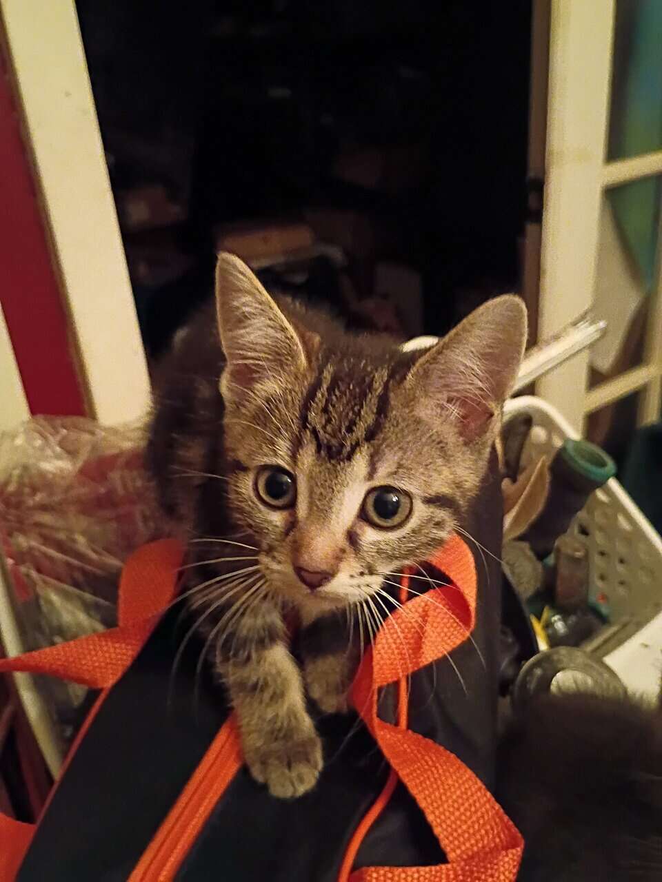 Tabby cat kittens image 3