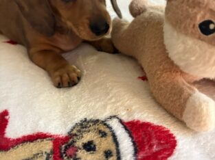 AKC Dachshund Mini Shaded Cream Dapple BO