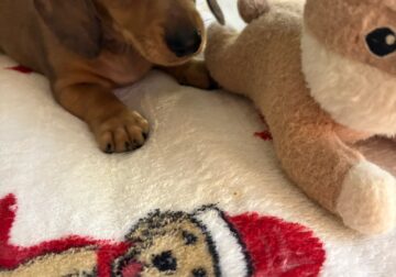 AKC Dachshund Mini Shaded Cream Dapple BO