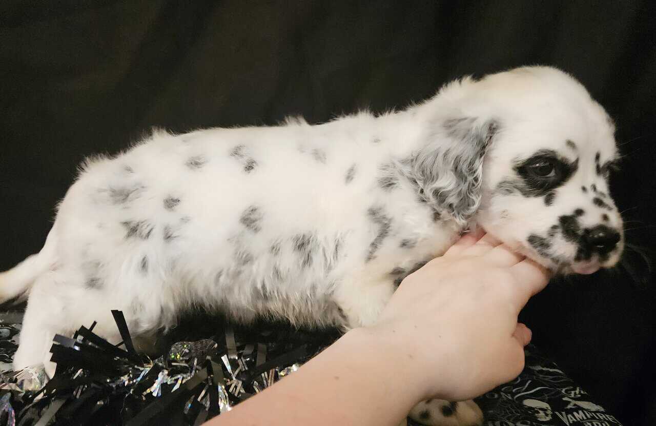 Dalmatian puppies image 8