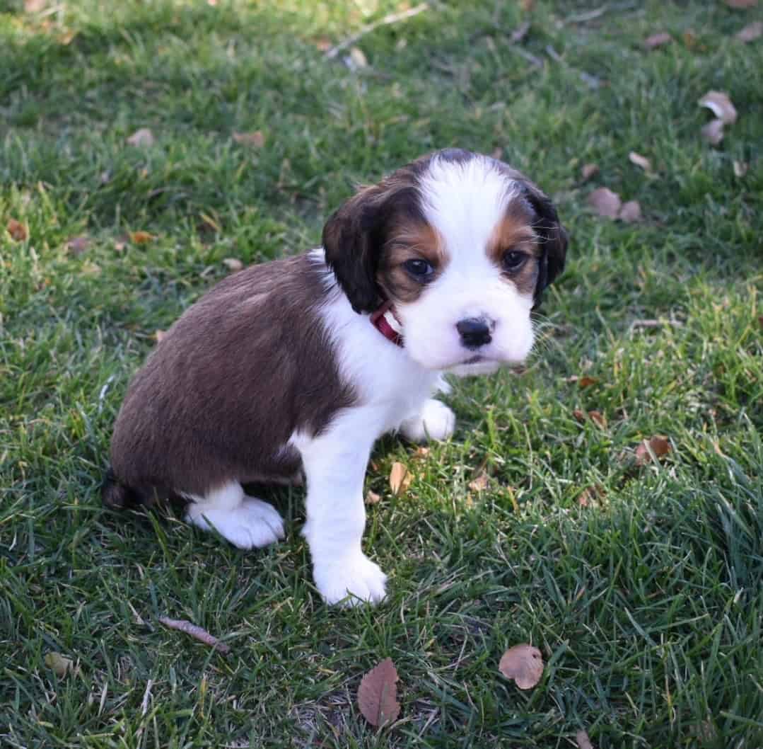 English Springer Spaniels image 6