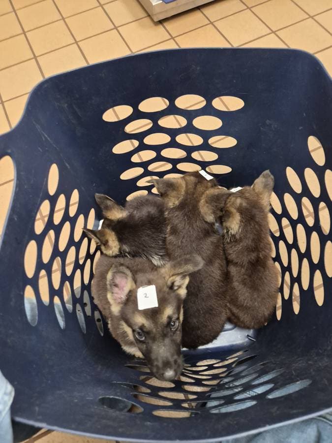 Full blooded german shepard pups image 4