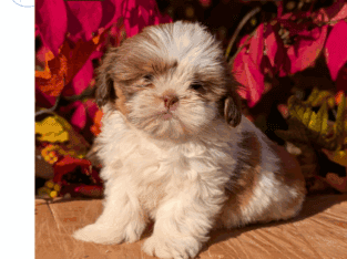 REGISTERED SHIH TZU PUPS