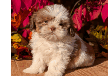 Drax (Shih Tzu)