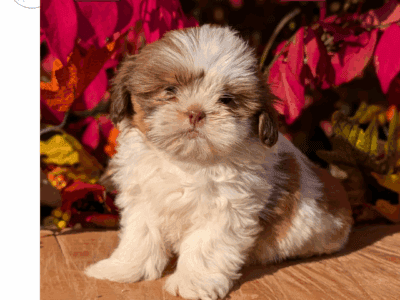 Drax (Shih Tzu)