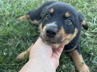 Male Texas Heeler Puppy