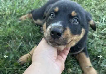 Male Texas Heeler Puppy
