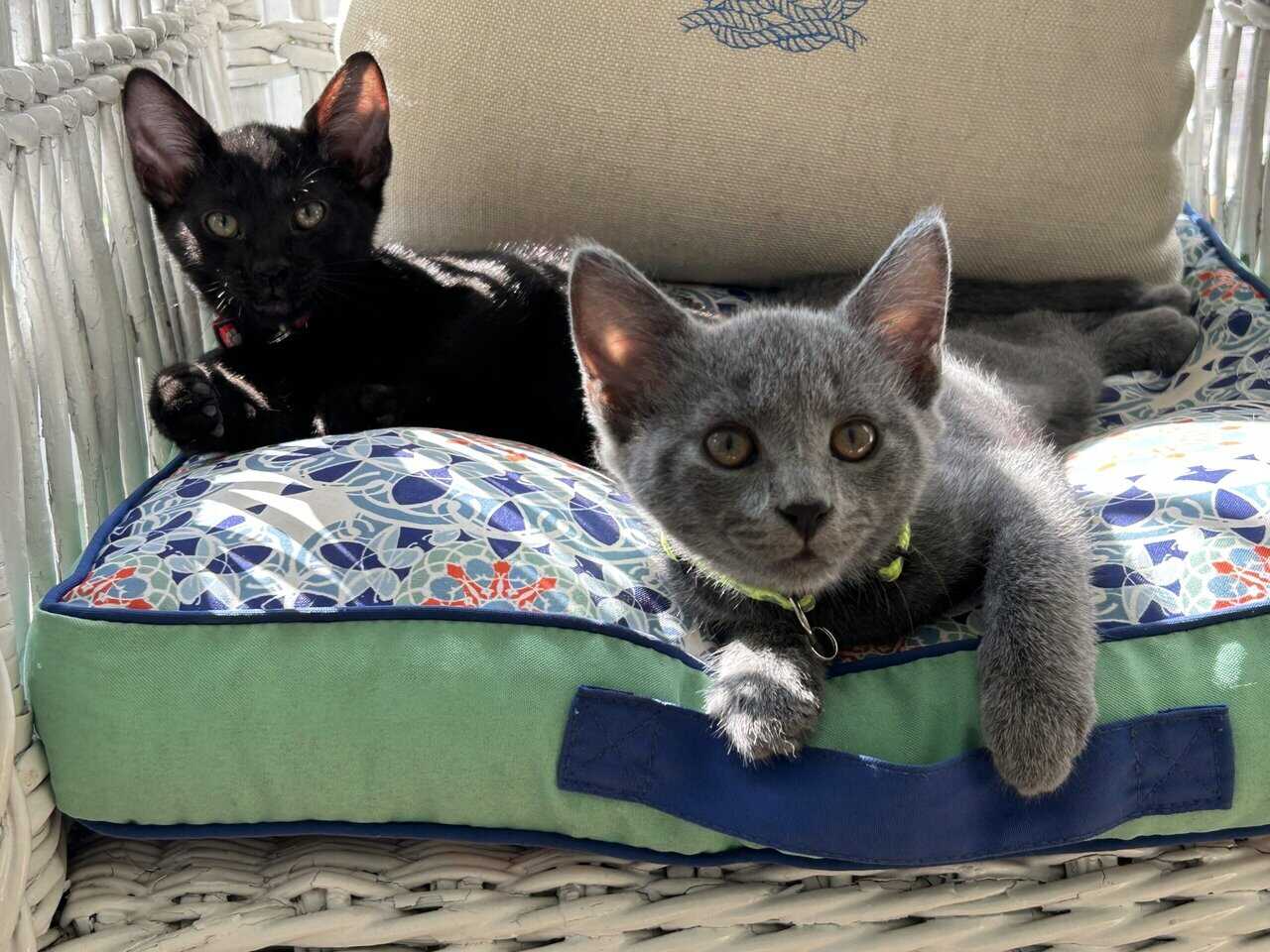 🐾 Bonded Black Kittens & Gray Pal – Shallotte NC image 9