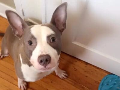 Good Boy to Good Home