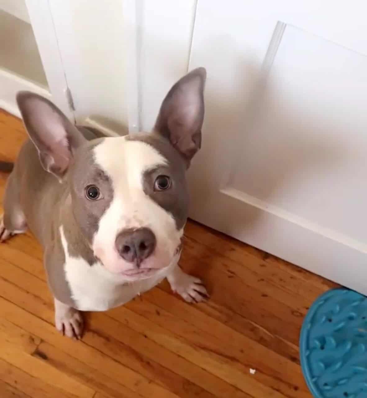 Good Boy to Good Home image 1