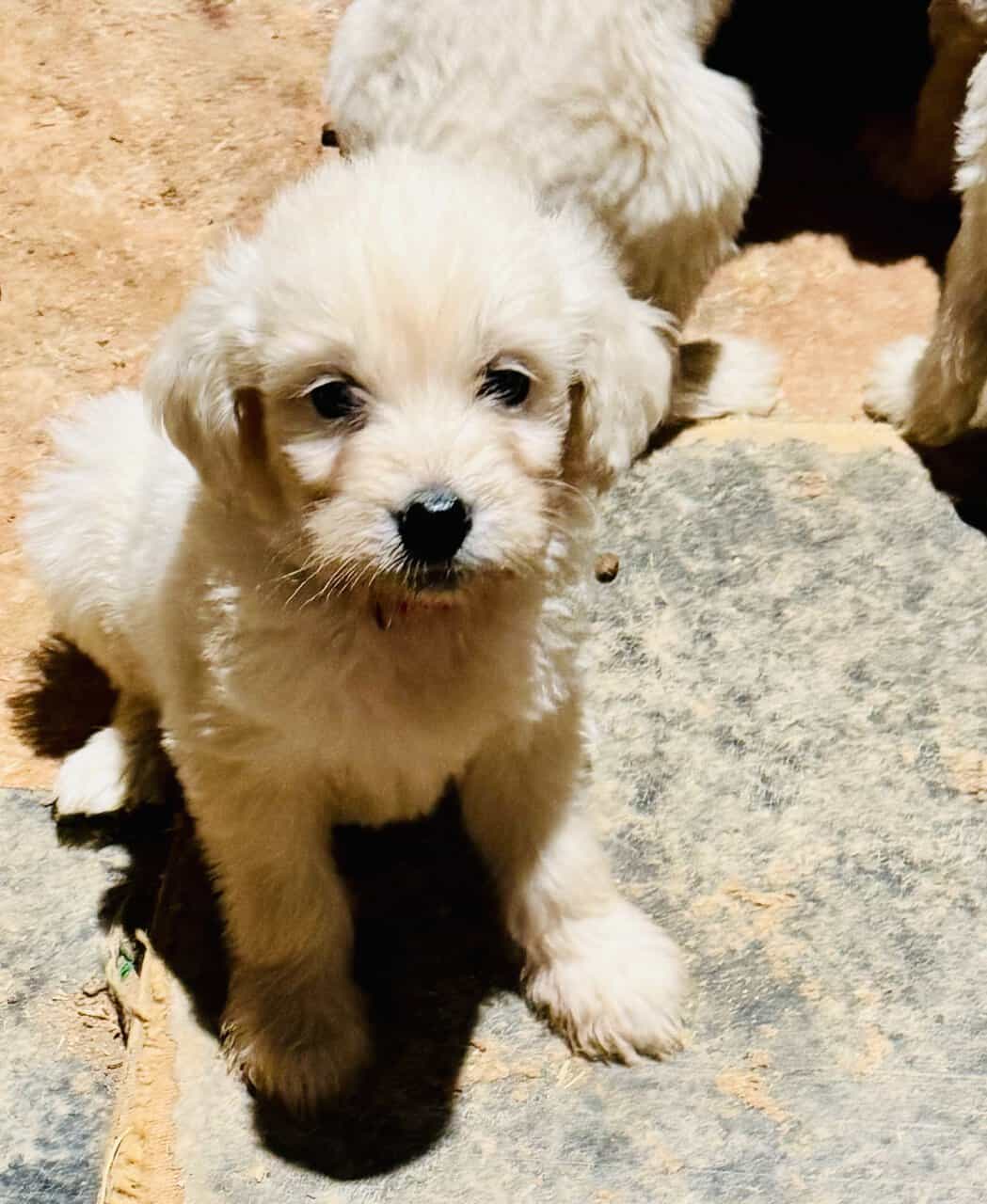 F1 Goldendoodle Puppies image 1